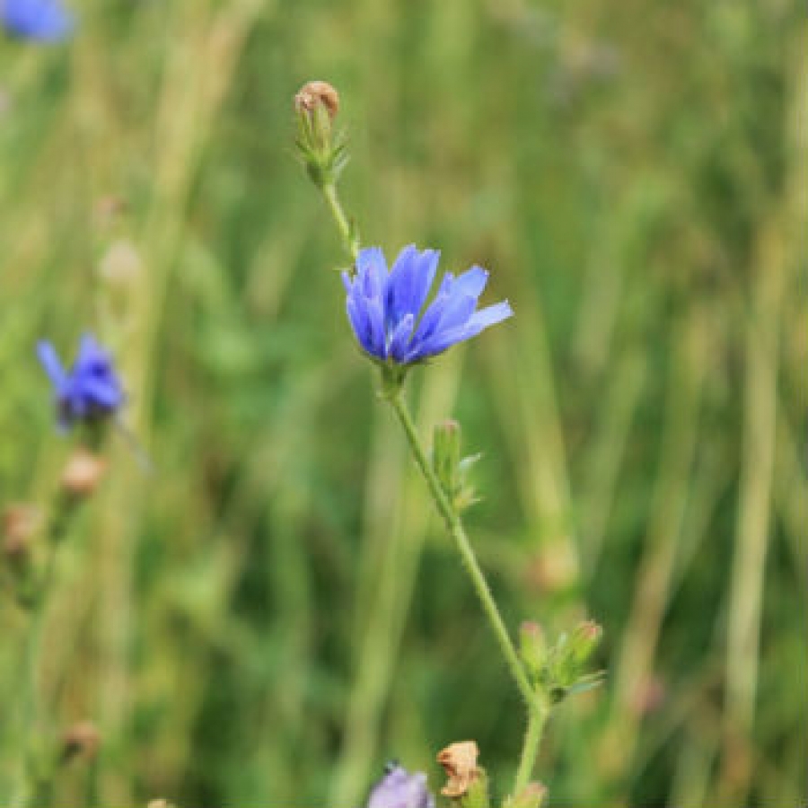 Quali piante spontanee si possono mangiare?