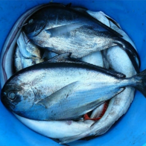 E' allarme pesce nei nostri mari