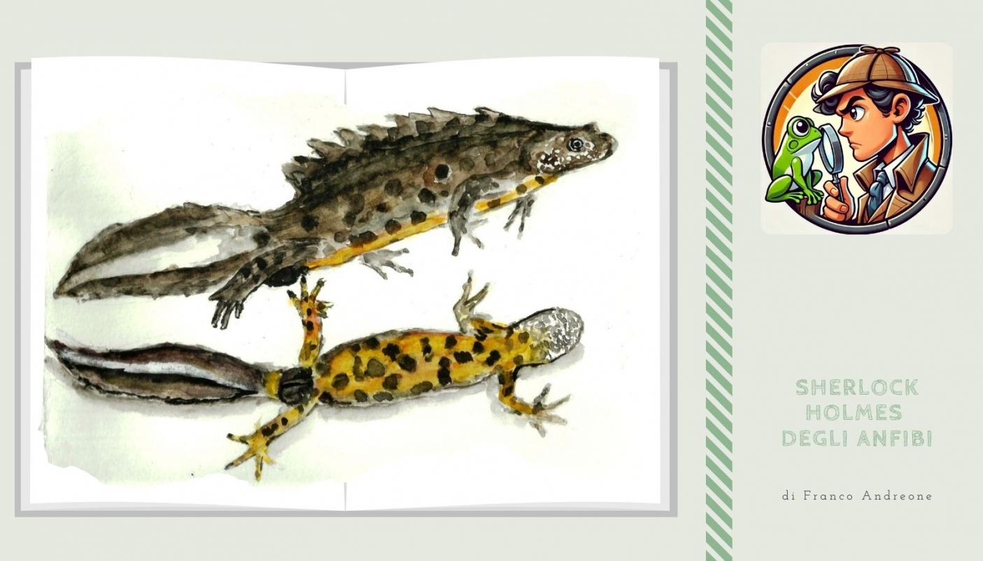 Triturus carnifex, maschio | Disegno di F. Andreone 