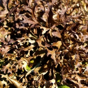 Cetraria islandica