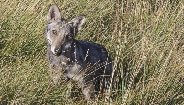 Cucciolo di lupo  Foto di BattiGai