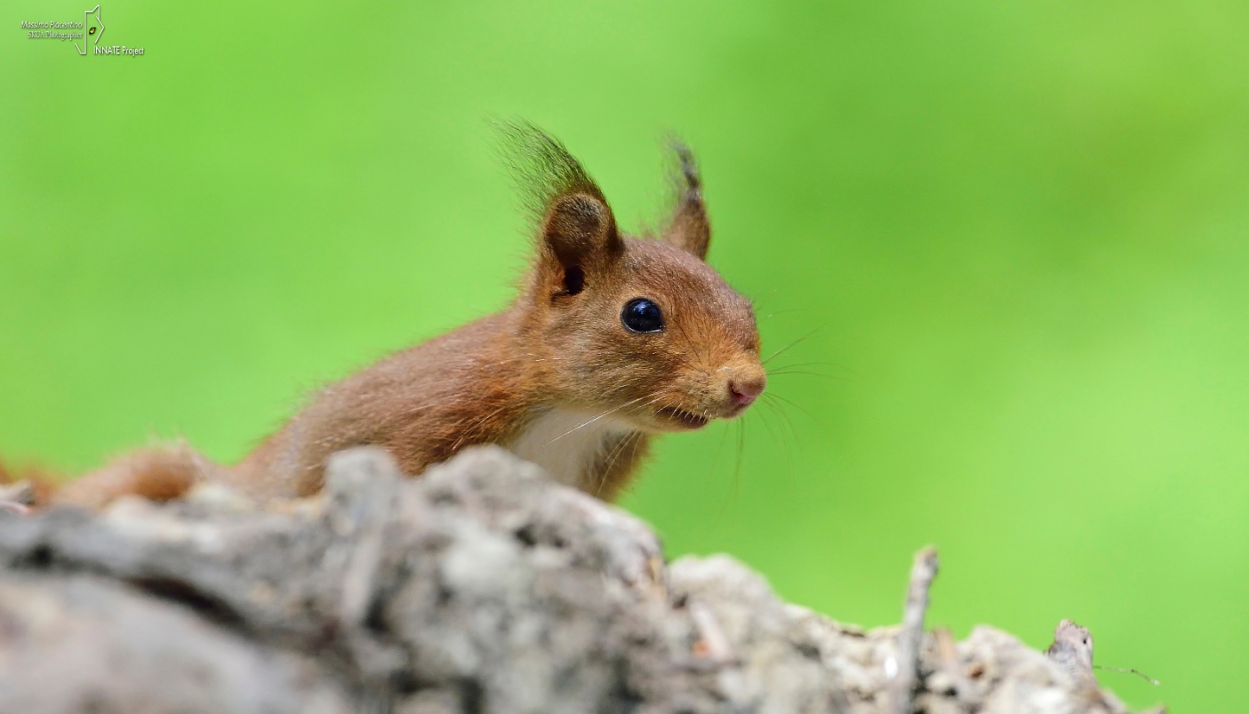 Scoiattolo europeo (Sciurus vulgaris) - Foto M. Piacentino Wildlife Photographer