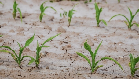 Siccit&agrave; in un campo di mais - Foto Pixabay 