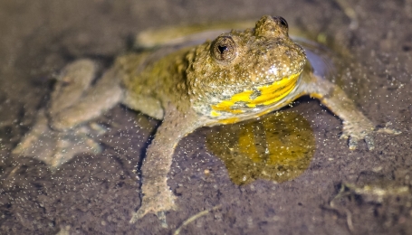 Ululone appenninico dal ventre giallo  