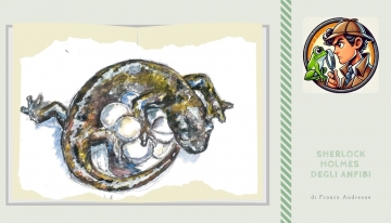 Niente polmoni, siamo geotritoni!