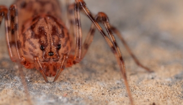 Affascinante e innocuo, alla scoperta del ragno sputatore