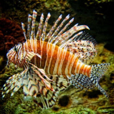 A.A.A. Arriva nei nostri mari il pesce scorpione