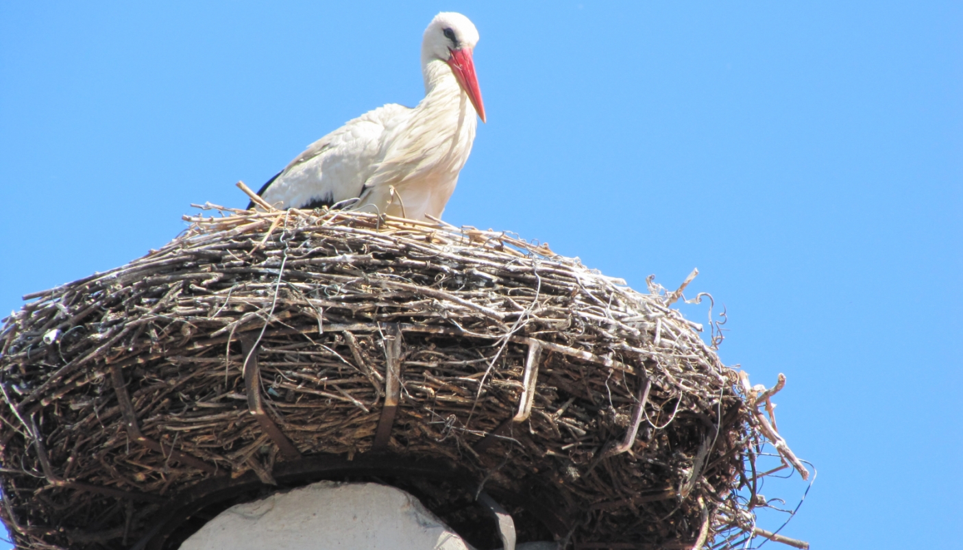 Il dettaglio di una cicogna su un tetto di Rust - Foto C. P. 