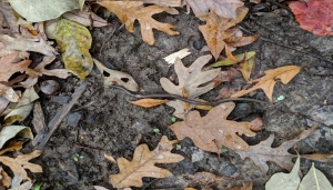 Verme salterino (Amynthas sp.)