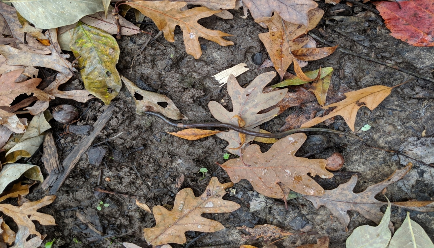 Verme salterino (Amynthas sp.)  foto di John Abrams