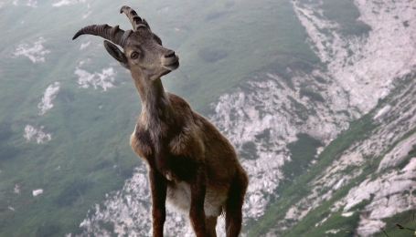 A Bernezzo si curano gli animali selvatici