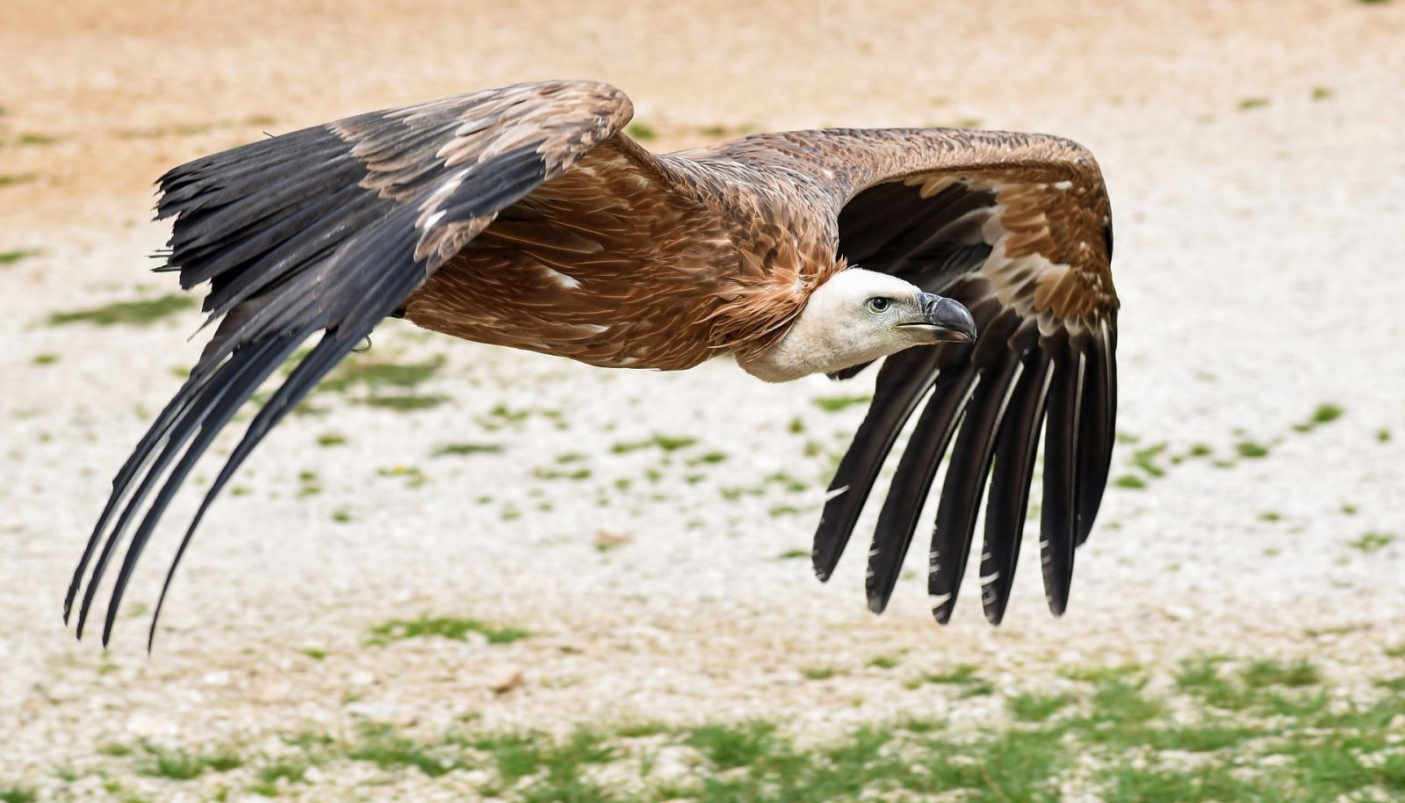 Un grifone in volo | Foto Pixabay