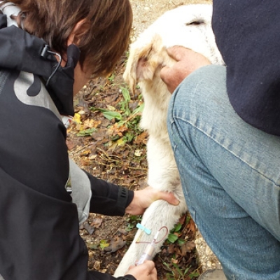 La tutela dell&rsquo;orso nel Parco dei Monti Simbruini
