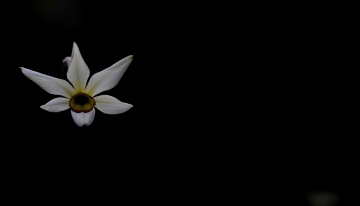 Narciso: bello da cogliere l'attimo, ma non il fiore
