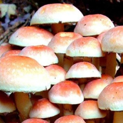 Andiamo per funghi?
