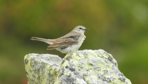 Spioncello (Anthus spinoletta)