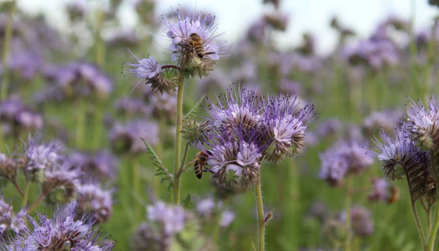 Api su facelia  | p.g.c. F. Ranza