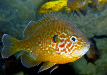 Pesce Persico sole (Lepomis gibbosus) - Foto B. Dupont