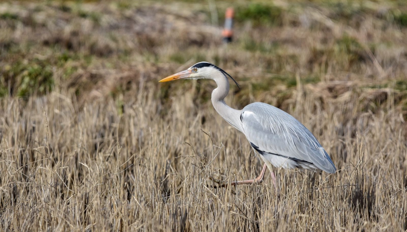 Airone cenerino in risaia | Foto Pixabay
