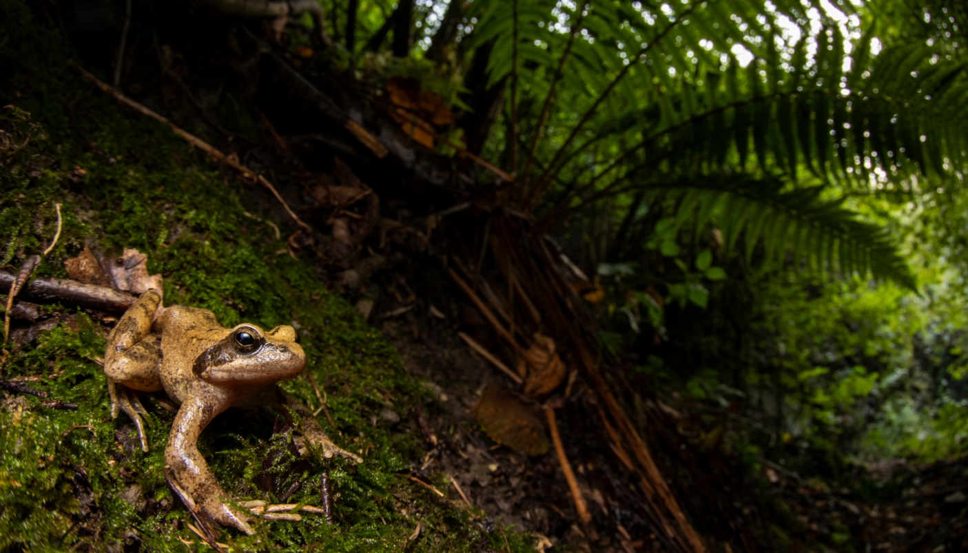 Esemplare di rana appenninica in ambiente umido 