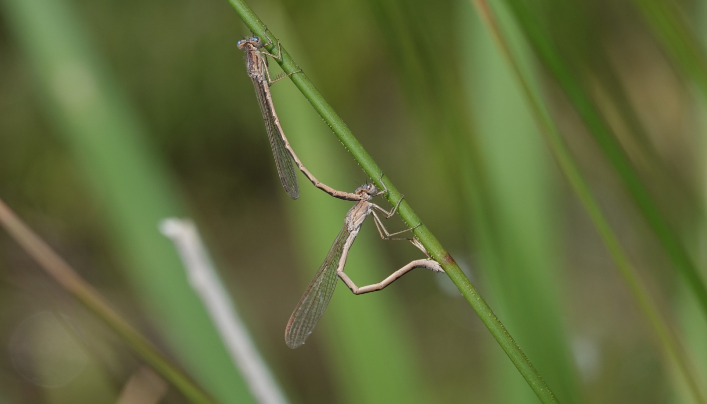 Sympecma paesidica in riproduzione - Foto A. Siddi 