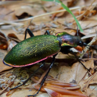 Tutelare la biodiversit&agrave; &egrave; un lavoro, serio