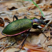 Tutelare la biodiversit&agrave; &egrave; un lavoro, serio