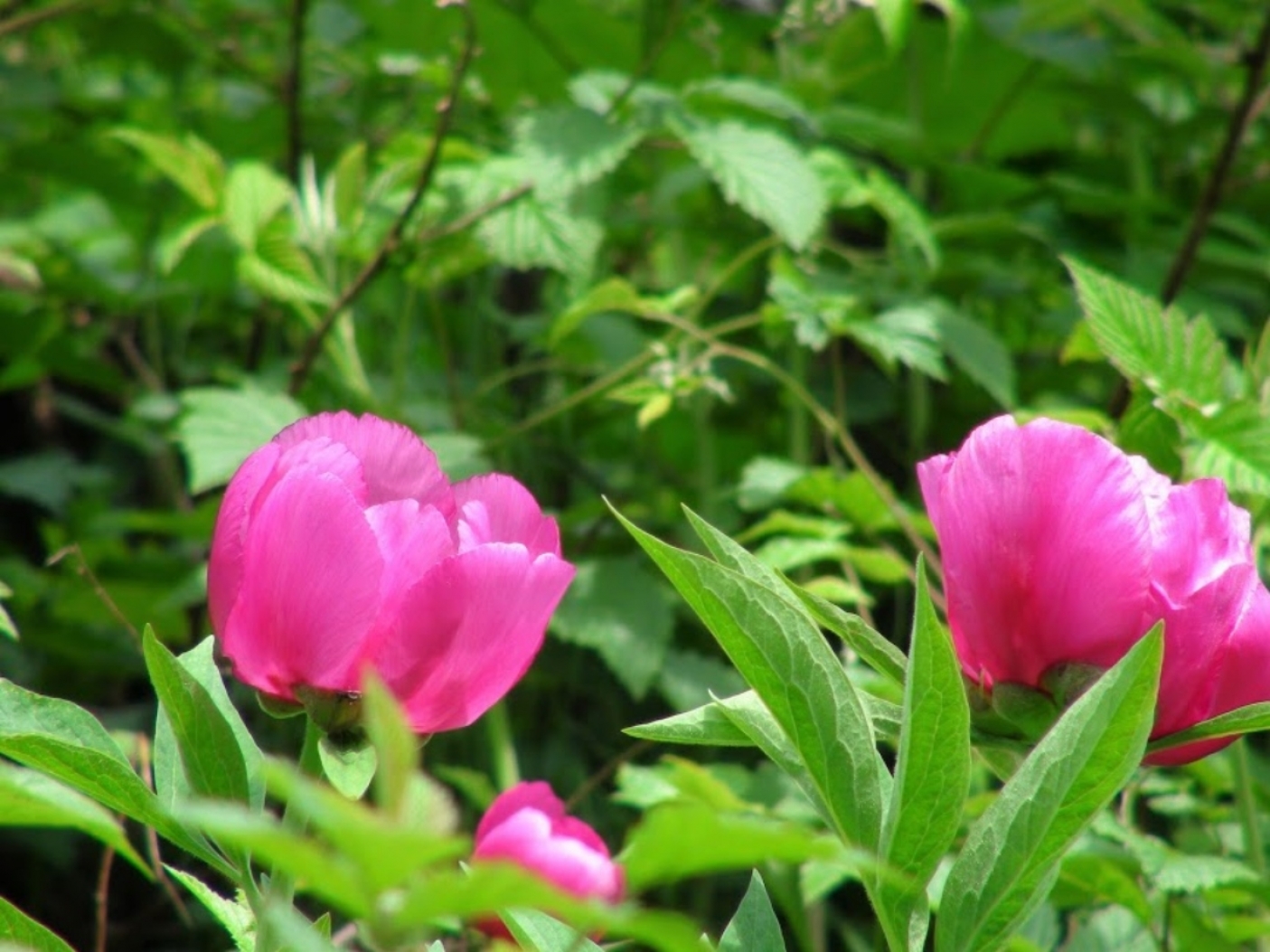 Le peonie del sentiero di Balme  - Foto L. Micheletta.
