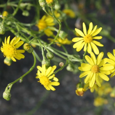 Quando una specie diventa invasiva