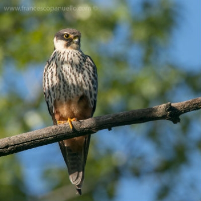 Falco lodaiolo Foto F. Panuello