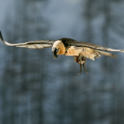 Fotografare il parco