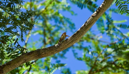 Cicale, colonna sonora dell'estate
