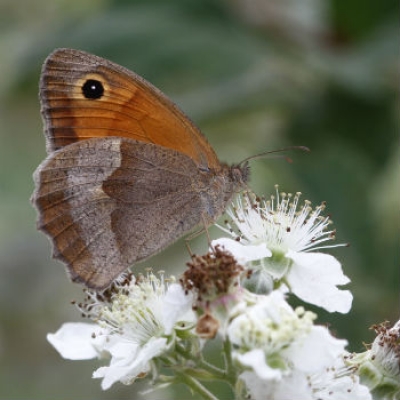 L'iimmagine di una Maniola  parco lombardo della valle del Ticino