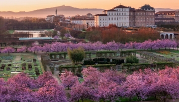 Il &ldquo;boom&rdquo; dei ciliegi in fiore nei Giardini della Reggia della Venaria Reale