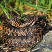 Vipera dei Walser Foto di Alexandre Roux