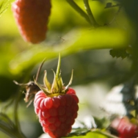 Il cibo come connessione tra territorio e alimentazione