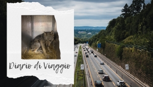 Pinina durante il trasporto: sembra un po' triste ma in realt&agrave; non amava essere osservata (ecco perch&egrave; ci sin &egrave; dotati di una telecamera per il monitoraggio durante il trasporto)