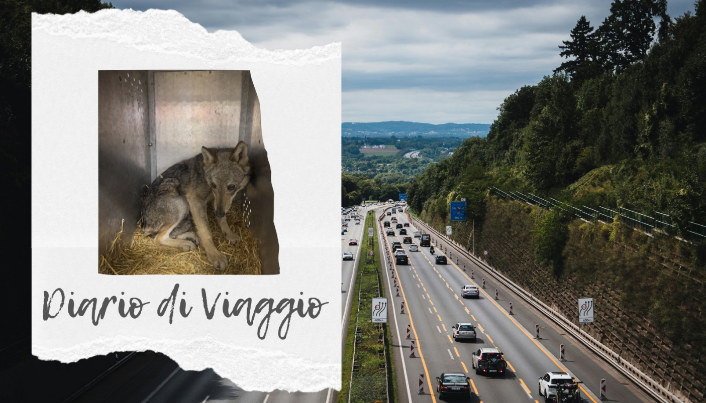 Pinina durante il trasporto: sembra un po' triste ma in realt&agrave; non amava essere osservata (ecco perch&egrave; ci sin &egrave; dotati di una telecamera per il monitoraggio durante il trasporto) | Foto R. Turvani