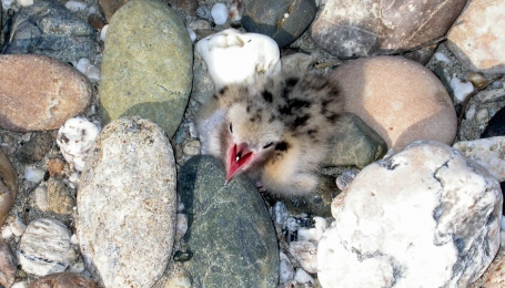 Pullo di sterna comune su ghiareto | Foto di M. Gagliardone