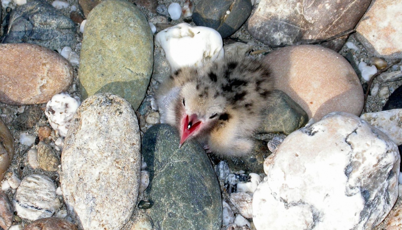 Pullo di sterna comune su ghiareto | Foto di M. Gagliardone