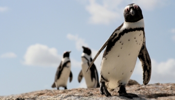 Cosa si dicono i pinguini?