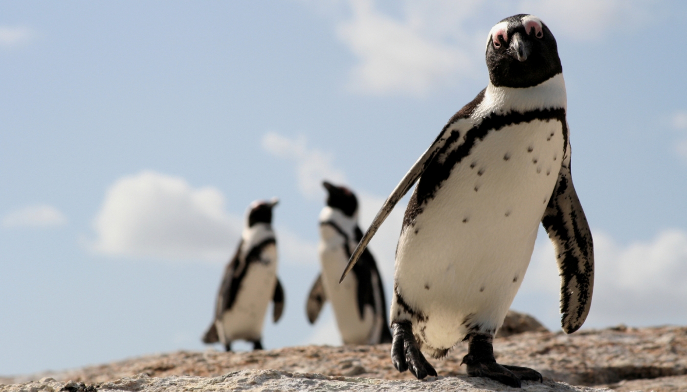 Cosa si dicono i pinguini?