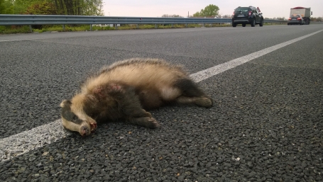 Tasso investito  | Foto P. V. Trov&ograve;