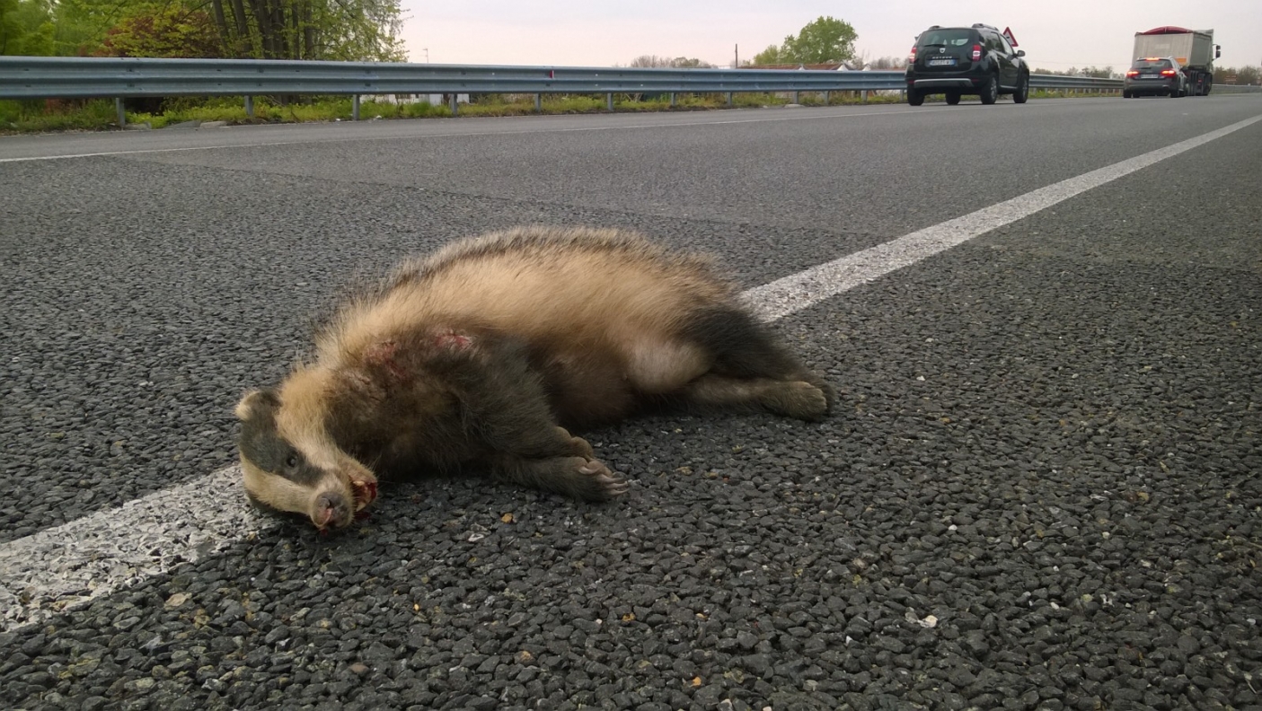 Tasso investito  | Foto P. V. Trov&ograve;