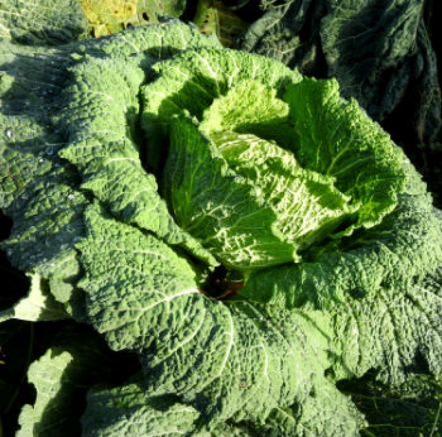 cavolo verza Foto L.Matonti