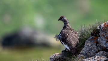 Esemplare di Pernice bianca - Foto Pixabay 